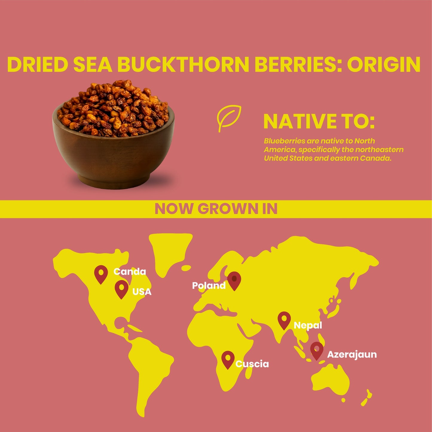Livyor Dried Sea Buckthorn Berries